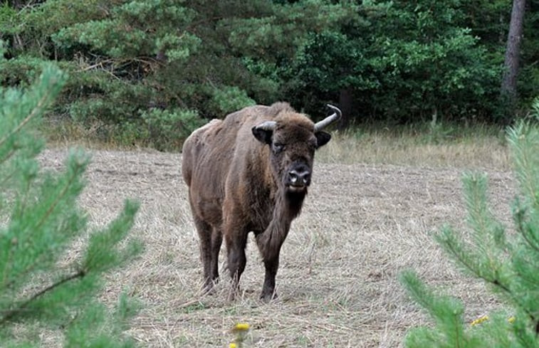 Natuurhuisje in Kootwijkerbroek