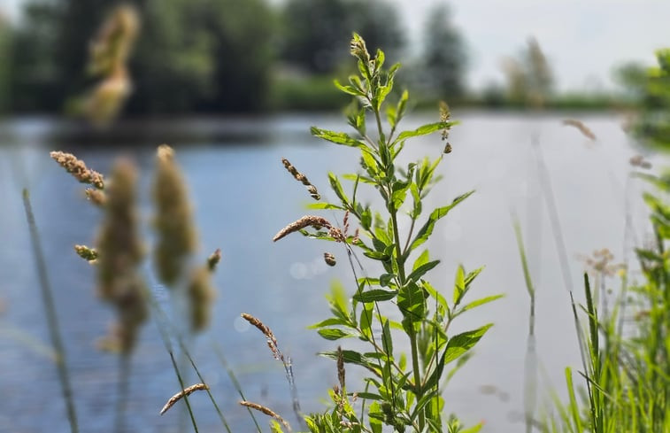 Natuurhuisje in Westergeest