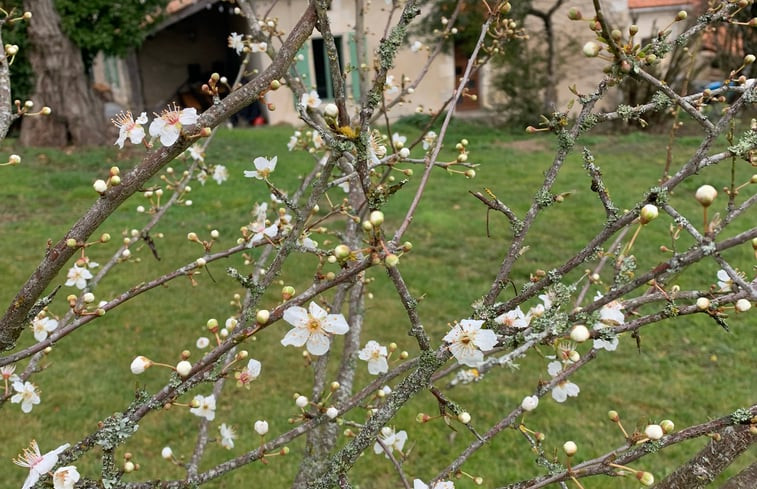 Natuurhuisje in Juignac