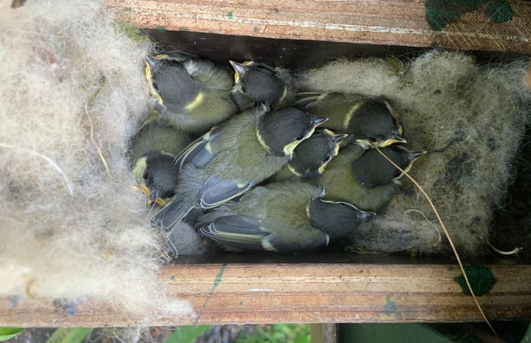 Natuurhuisje in Nunspeet