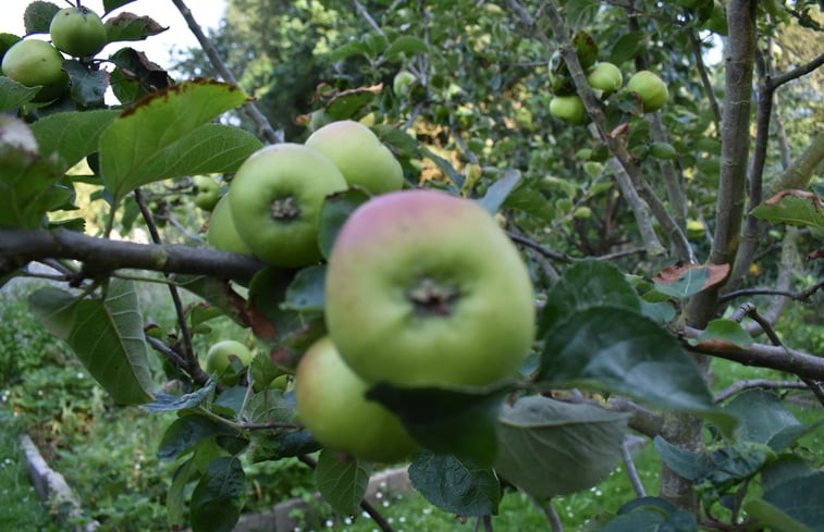 Natuurhuisje in Oosterend Terschelling