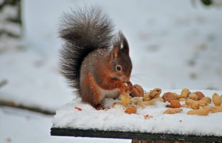 Natuurhuisje in Winterswijk