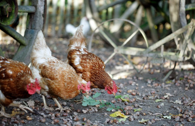 Natuurhuisje in de Lutte