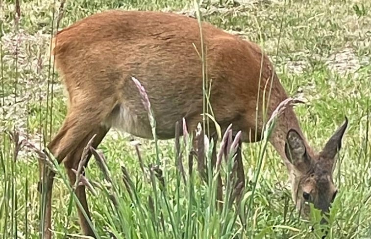 Natuurhuisje in Dwingeloo