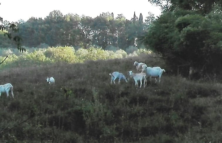 Natuurhuisje in TERRICCIOLA (pisa)