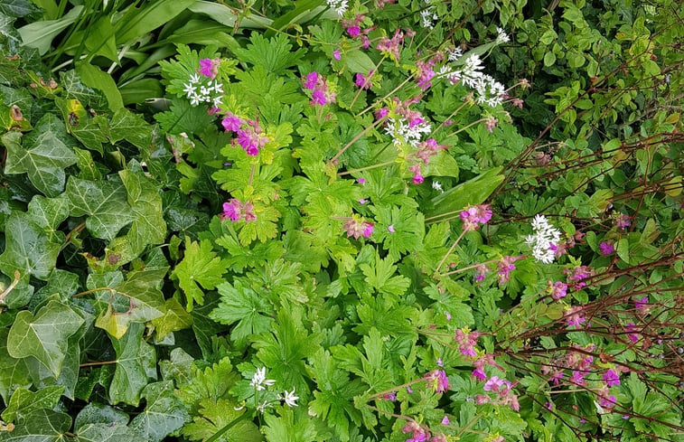 Natuurhuisje in Andijk