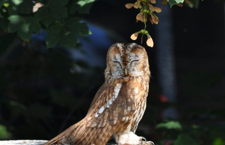 Natuurhuisje in Vorden