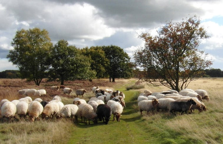 Natuurhuisje in Dwingeloo