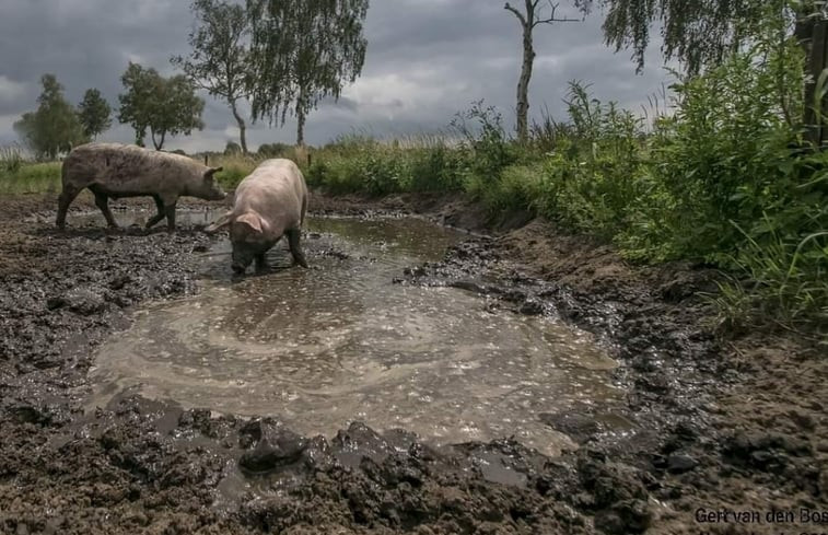 Natuurhuisje in Baarschot