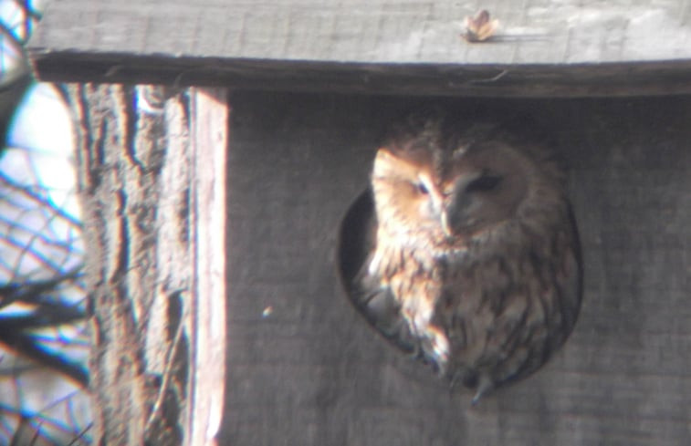 Natuurhuisje in Laren Gld