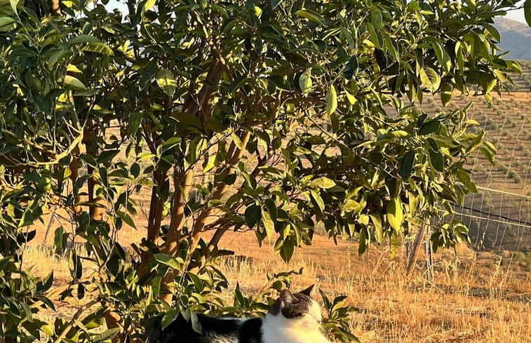 Natuurhuisje in Alora