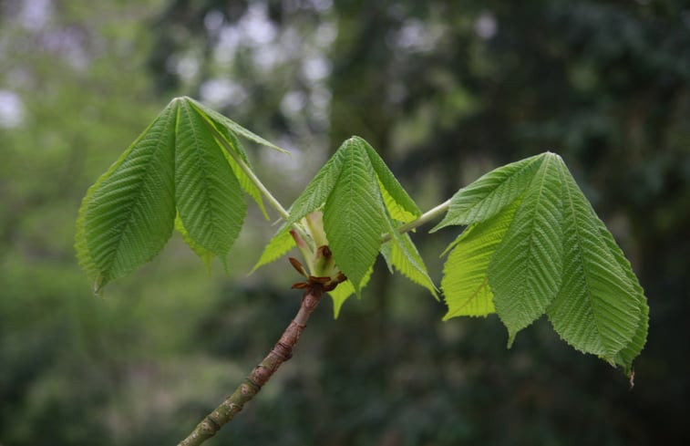 Natuurhuisje in Dalfsen