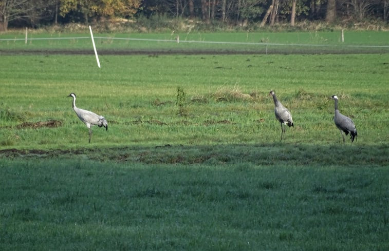 Natuurhuisje in Diever