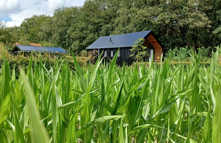 Natuurhuisje in Hollandscheveld