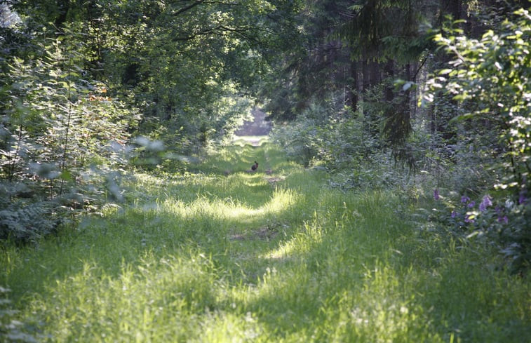 Natuurhuisje in Koekange