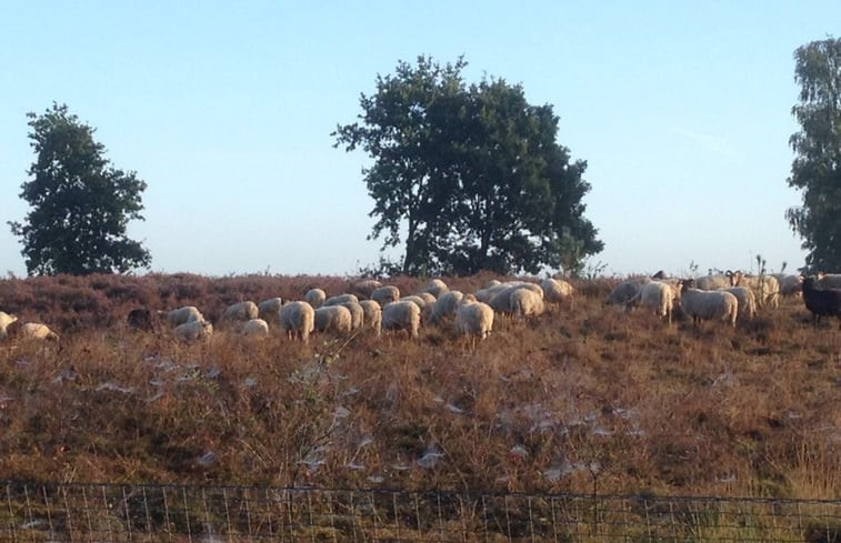 Natuurhuisje in Exloo