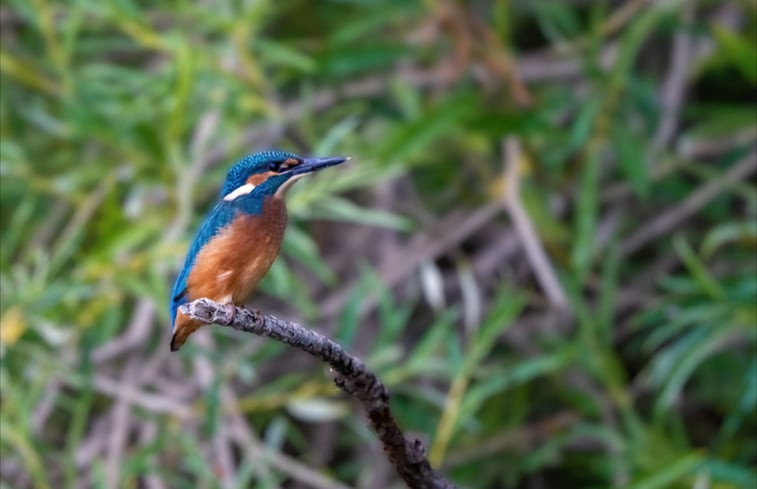 Natuurhuisje in De Biesbosch