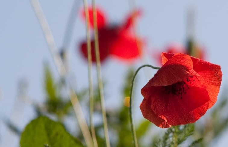 Natuurhuisje in Baarschot