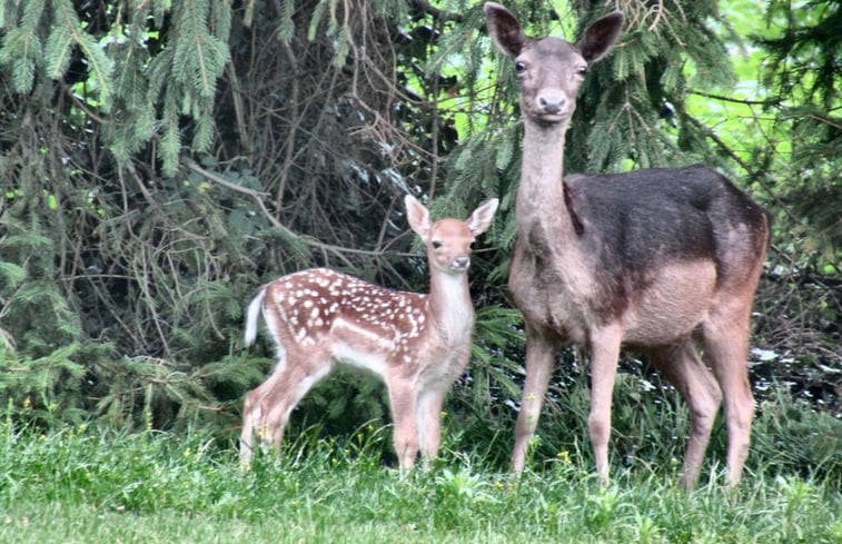 Natuurhuisje in Weert