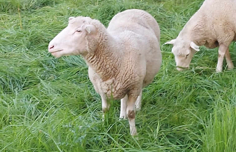 Natuurhuisje in Jannum bij Dokkum