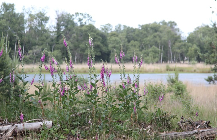 Natuurhuisje in De Rips