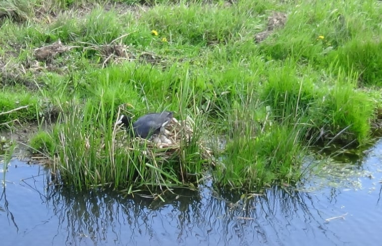 Natuurhuisje in Grou