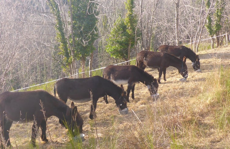 Natuurhuisje in Prats de Mollo