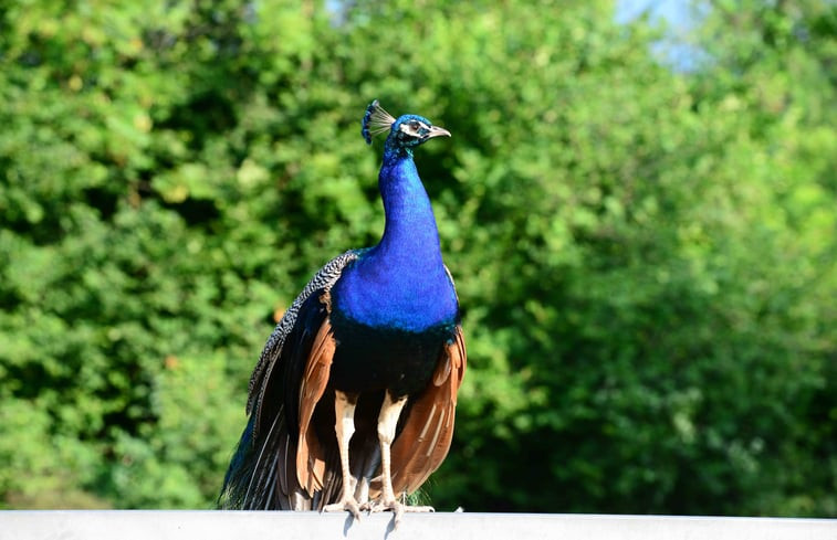 Natuurhuisje in Cesiomaggiore