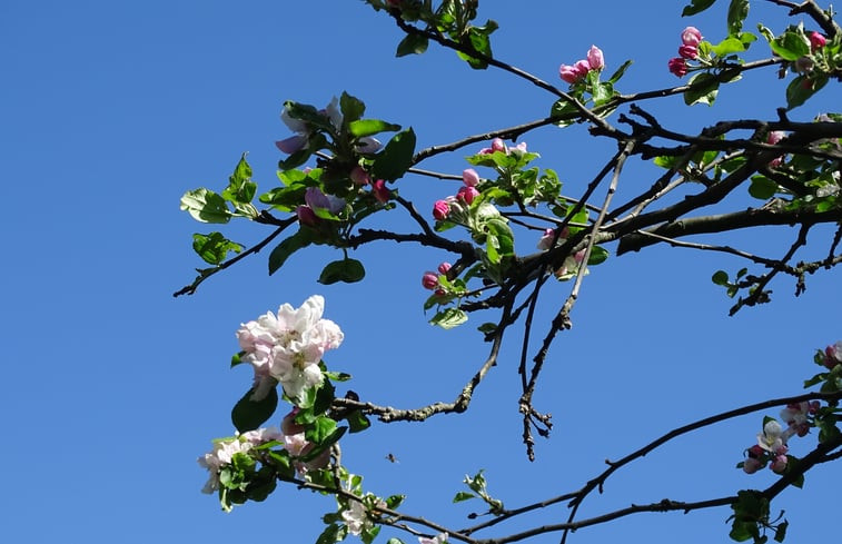 Natuurhuisje in Markelo