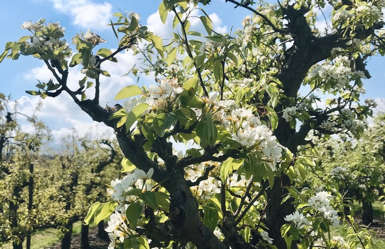 Natuurhuisje in Wissenkerke