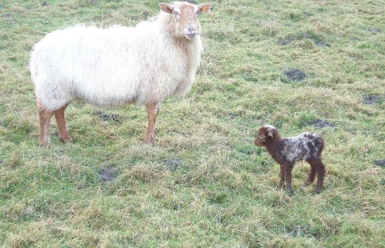 Natuurhuisje in Zerkegem