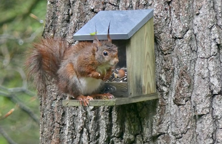 Natuurhuisje in Emst