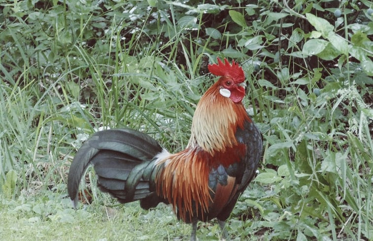 Natuurhuisje in Markelo