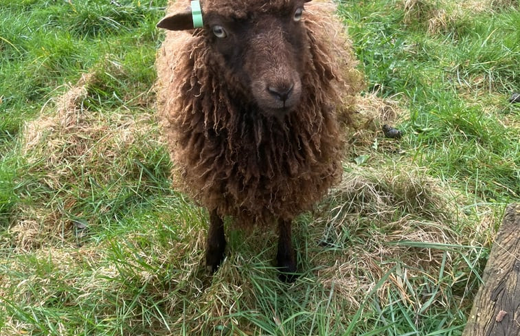 Natuurhuisje in Oeffelt