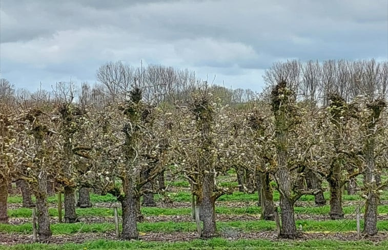 Natuurhuisje in Hengstdijk