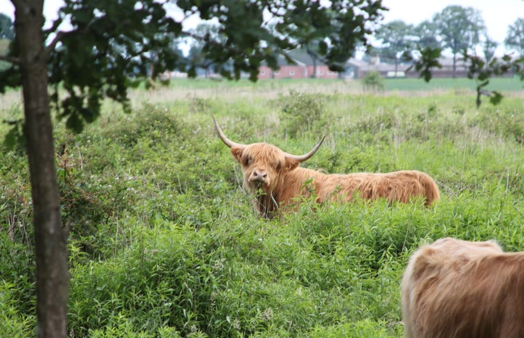 Natuurhuisje in De Rips