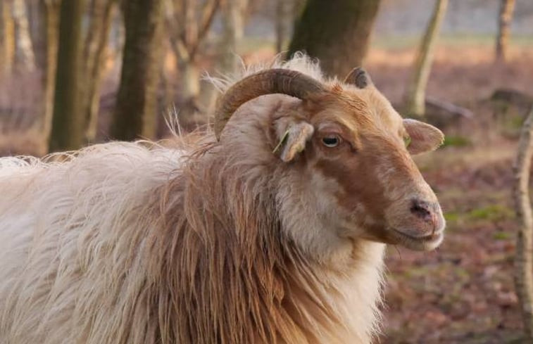 Natuurhuisje in Ter Apel