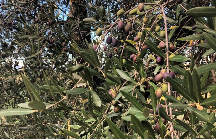 Natuurhuisje in Montespertoli