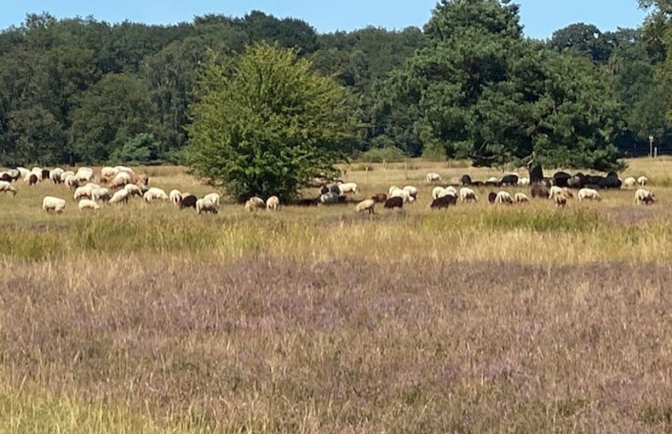 Natuurhuisje in Ruinen