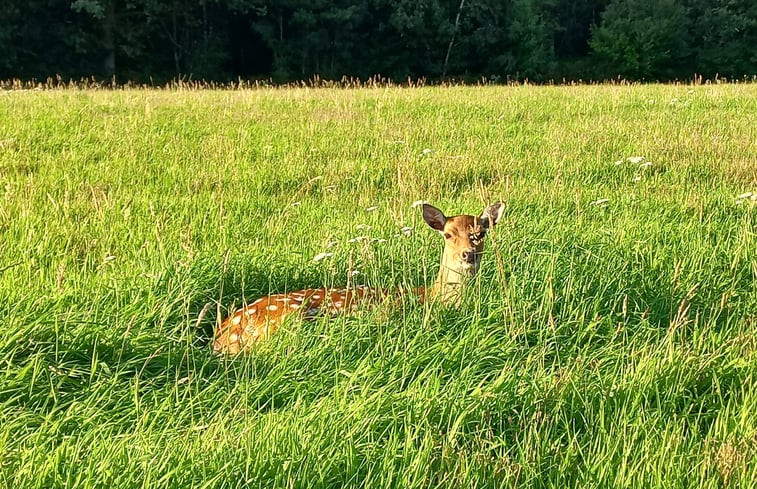 Natuurhuisje in Putten