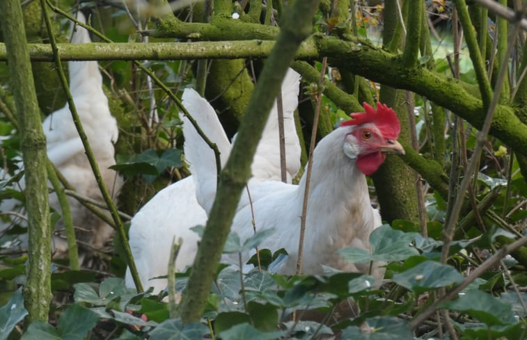 Natuurhuisje in Okkenbroek