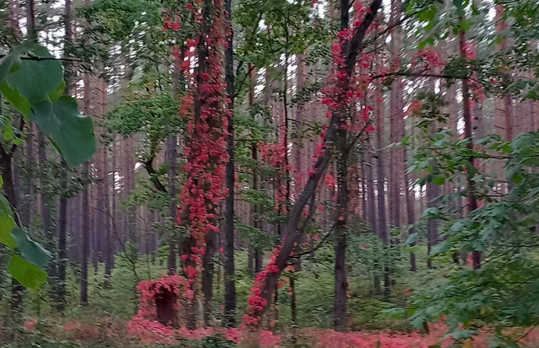 Natuurhuisje in Joachimsthal