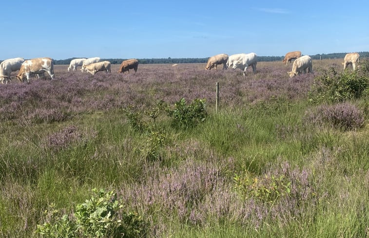 Natuurhuisje in Ruinen