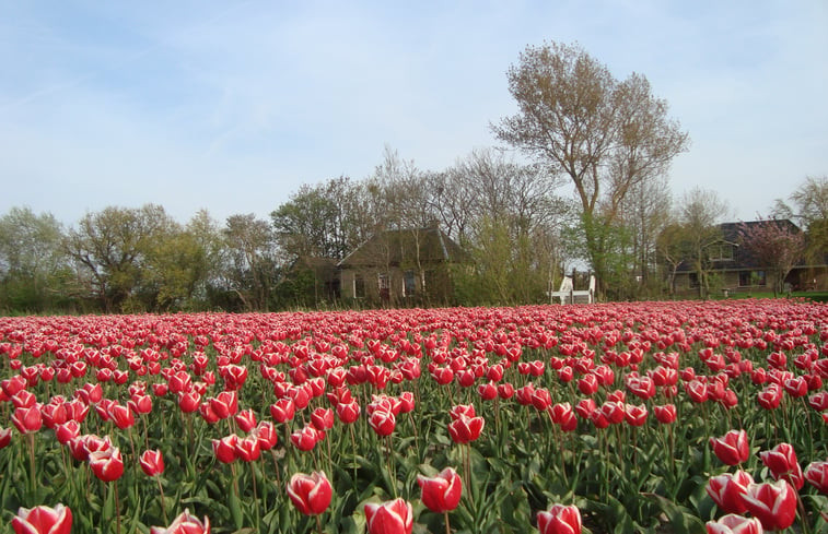 Natuurhuisje in Wijnaldum