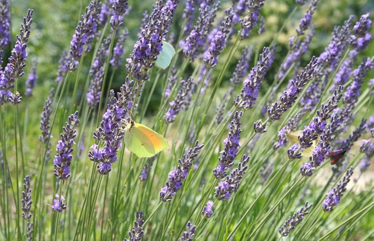 Natuurhuisje in Saint André de Lancize