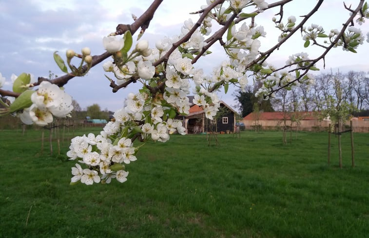 Natuurhuisje in Grashoek