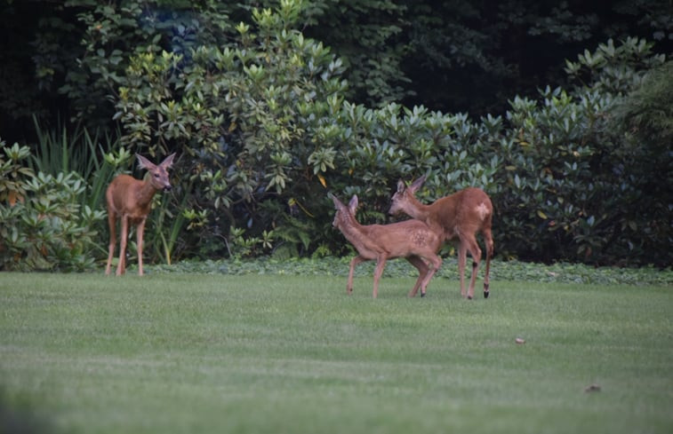 Natuurhuisje in Lunteren