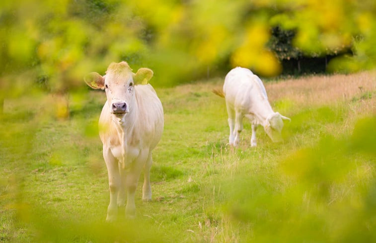 Natuurhuisje in Vijlen