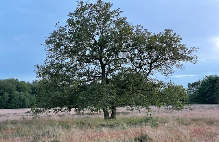 Natuurhuisje in Dwingeloo