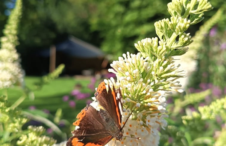 Natuurhuisje in Susteren